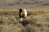 USNW1182261 mustang / Equus caballus