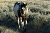 USNW1182264 mustang / Equus caballus