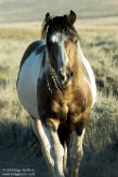 USNW1182265 mustang / Equus caballus