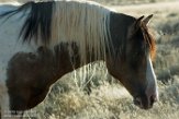 USNW1182293 mustang / Equus caballus