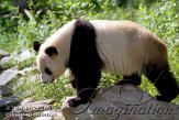 AST1J061563 reuzenpanda / Ailuropoda melanoleuca