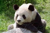 AST1J061565 reuzenpanda / Ailuropoda melanoleuca