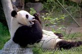 AST5J061713 reuzenpanda / Ailuropoda melanoleuca