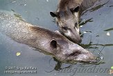 BPP3K073798 laaglandtapir / Tapirus terrestris