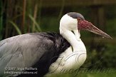 BPP3K073806 lelkraanvogel / Grus carunculata