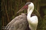 BPP3K073809 lelkraanvogel / Grus carunculata