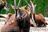 CZD2J061155 zwarte paardantilope / Hippotragus niger