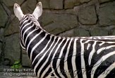 CZD2J061174 Selouszebra / Equus quagga borensis