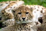 CZD4J061229 jachtluipaard / Acinonyx jubatus