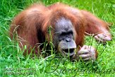 CZP2K061422 Sumatraanse orang-oetan / Pongo abelii