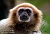 CZP2K061426 withandgibbon / Hylobates lar