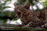 FFA4K060496 geoffroykat / Leopardus geoffroyi