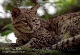 FFA4K060498 geoffroykat / Leopardus geoffroyi