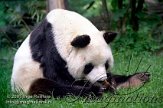 DZB2J050733 reuzenpanda / Ailuropoda melanoleuca