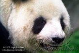 DZB3J050745 reuzenpanda / Ailuropoda melanoleuca