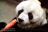 DZB3K072059 reuzenpanda / Ailuropoda melanoleuca