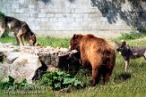 DBB3K072497 bruine beer / Ursus arctos Europese wolf / Canis lupus lupus