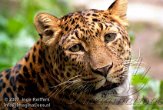 DCB4K072217 Noord-Chinese panter / Panthera pardus japonensis