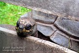 DDD1K071767 aldabra-reuzenschildpad / Aldabrachelys gigantea