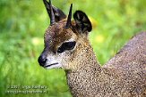 DZF2K074355 klipspringer / Oreotragus oreotragus