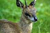 DZF2K074357 klipspringer / Oreotragus oreotragus