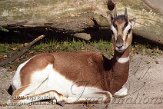 DZF3K074362 Mhorrgazelle / Nanger dama mhorr