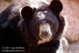 DBH4K071455 kraagbeer / Ursus thibetanus