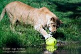 DZL6K071202 Angola leeuw / Panthera leo bleyenberghi