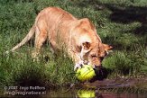 DZL6K071203 Angola leeuw / Panthera leo bleyenberghi