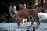 DZM1K063347 dhole / Cuon alpinus