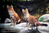 DZM1K063351 dhole / Cuon alpinus