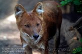 DZM1K072528 dhole / Cuon alpinus