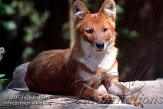 DZM2K072531 dhole / Cuon alpinus