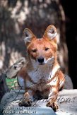 DZM2K072533 dhole / Cuon alpinus