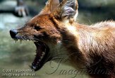 DZM2K072541 dhole / Cuon alpinus