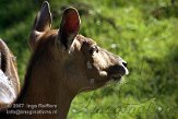 DOZ2D074262 nyala / Tragelaphus angasii