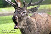 DOZ3K074294 edelhert / Cervus elaphus