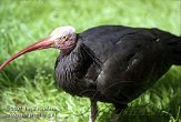 DNR1C073639 kaalkopibis / Geronticus eremita