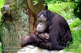 DZW2J051468 orang-oetan / Pongo pygmaeus