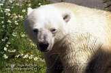 DZG2D072927 ijsbeer / Ursus maritimus