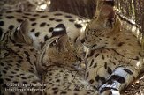 DZG3D072971 serval / Leptailurus serval