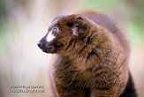 AP02J050415 roodbuikmaki / Eulemur rubriventer