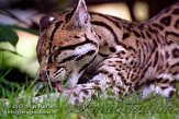 AZ04K072653 ocelot / Leopardus pardalis