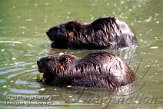 AZ06K072733 Canadese bever / Castor canadensis