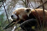 AA02K070544 rode panda / Ailurus fulgens