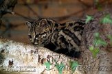 AA02K070550 margay / Leopardus wiedii