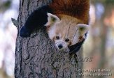 BB04C030338 rode panda / Ailurus fulgens