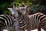 DB07C030743 Chapmanzebra / Equus quagga chapmani