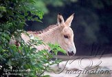 DB09K040997 onager / Equus hemionus