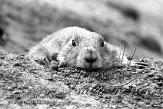 DB14M051551 zwartstaartprairiehond / Cynomys ludovicianus